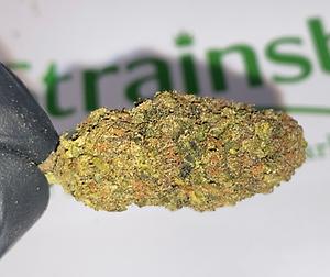 GELONADE - CALI MIDS