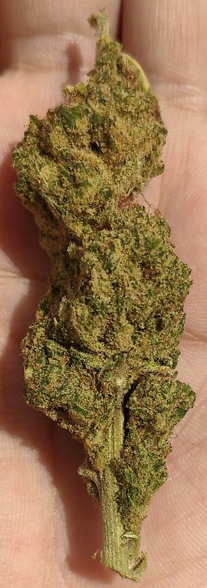 Stardawg &ndash; 23% CBD Hemp Flowers