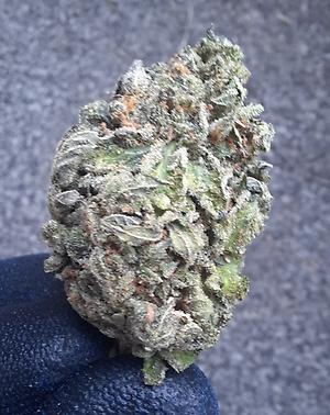 GELATO CAKE - INDICA DOMINANT