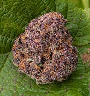 Colorado Nightshifter