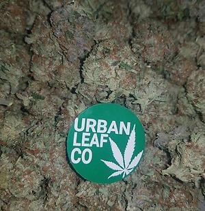 **WHITE DAWG - (FREE RM 1ST CLASS DELIVERY)**