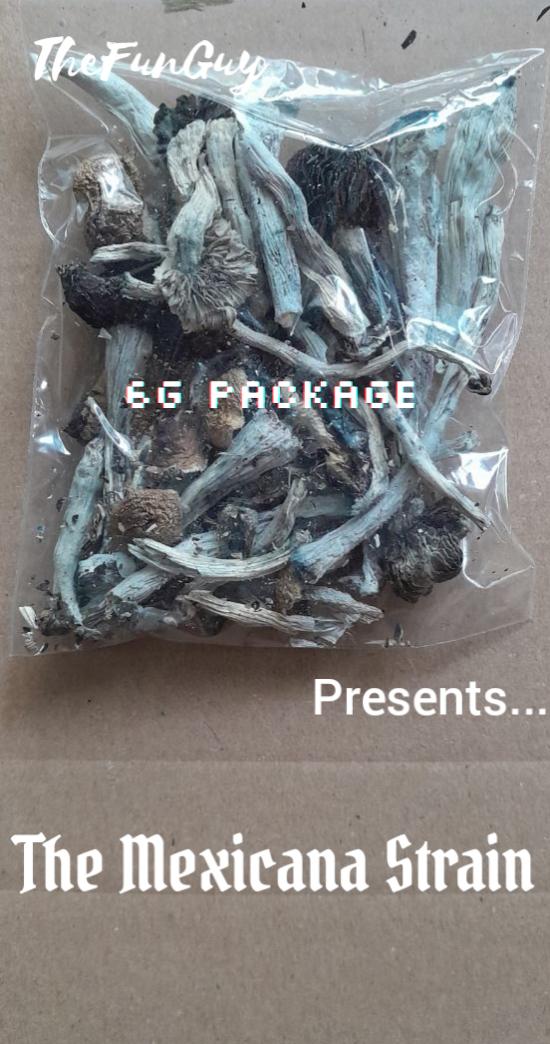 Mexicana strain (Psilocybe cubensis)