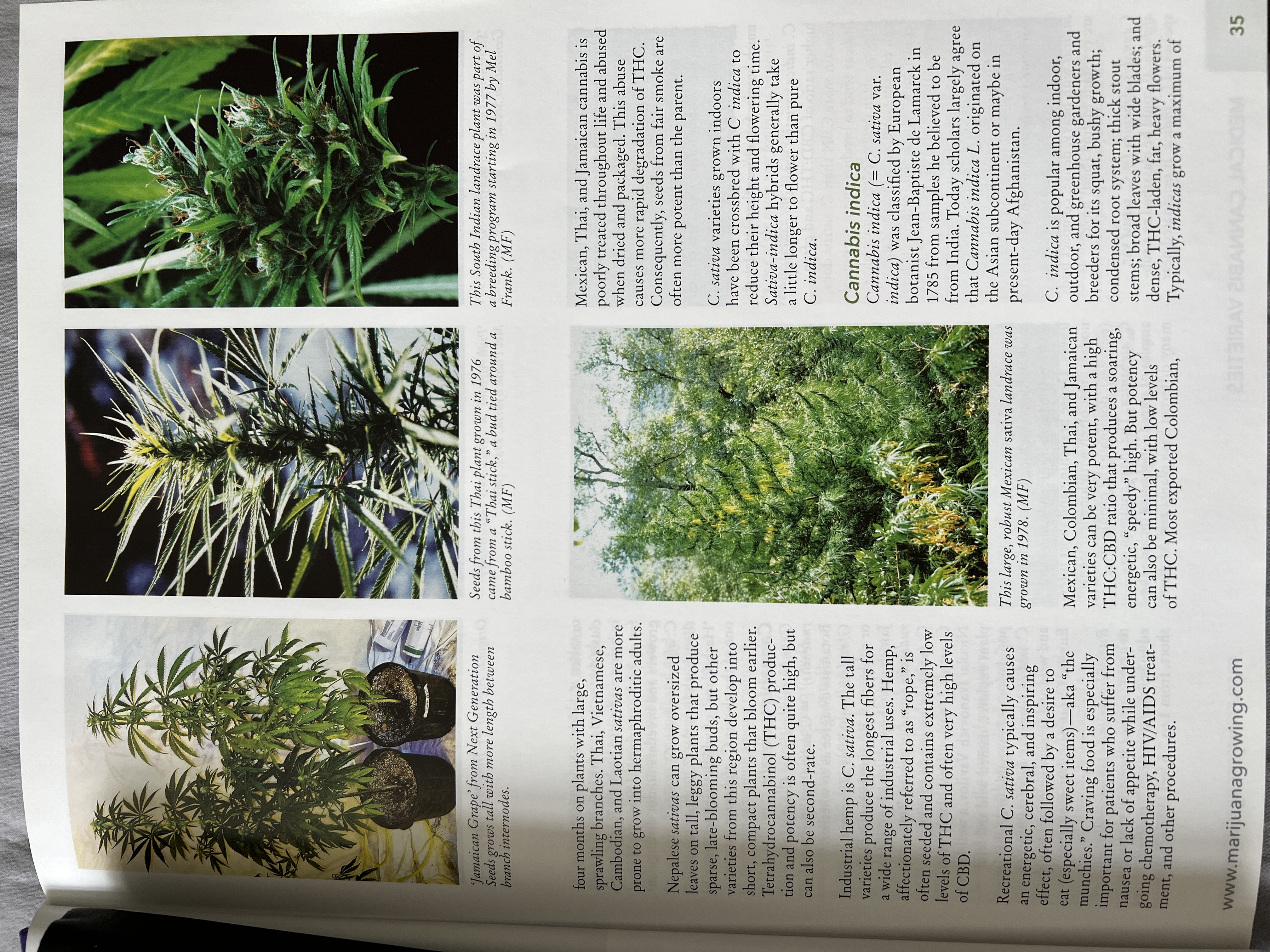 The Cannabis Encyclopaedia by J.C