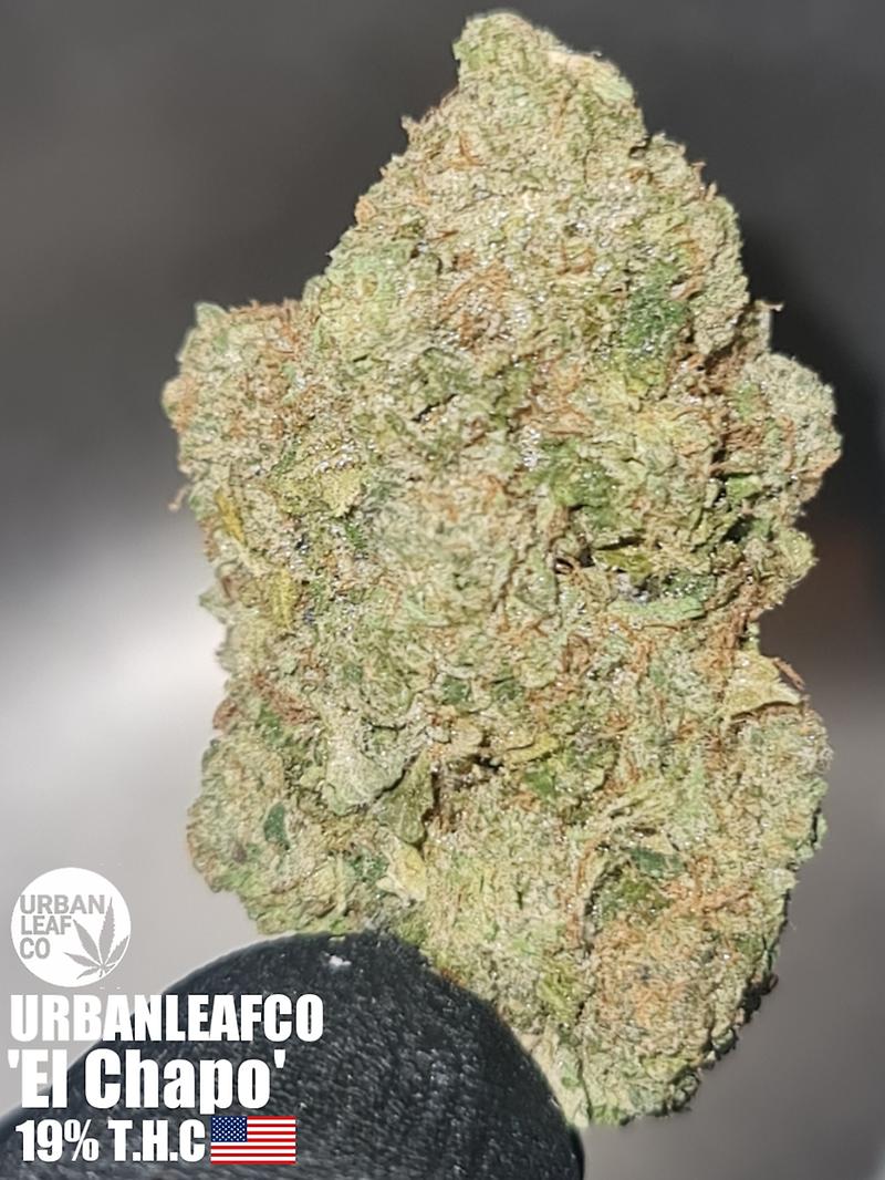 **El Chapo - (FREE RM 1ST CLASS)**