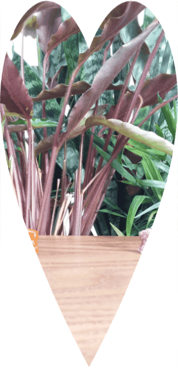 CannaBears THC/CBD gummies