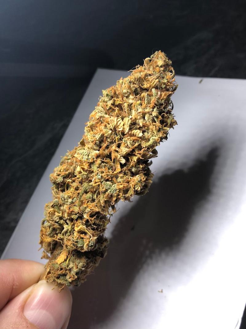 Blue Kush (Blueberry x OG Kush)