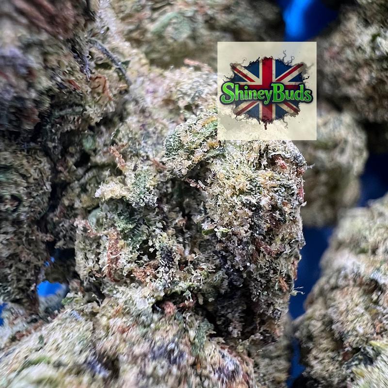 🇺🇸 Triple Crown (Mids)