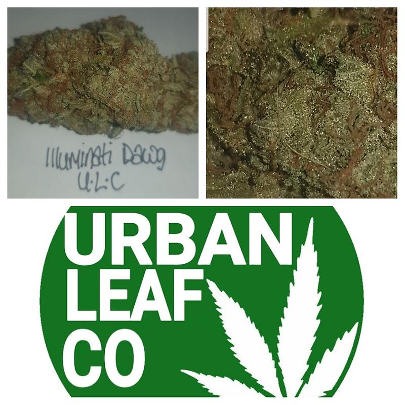 **ILLUMINATI DAWG - (FREE RM 1ST CLASS DELIVERY)**