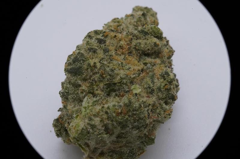 GMO COOKIES (INDICA)