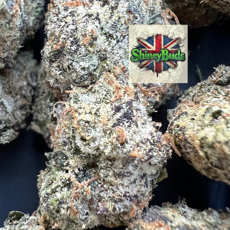 🇺🇸 Black Cod TENCO