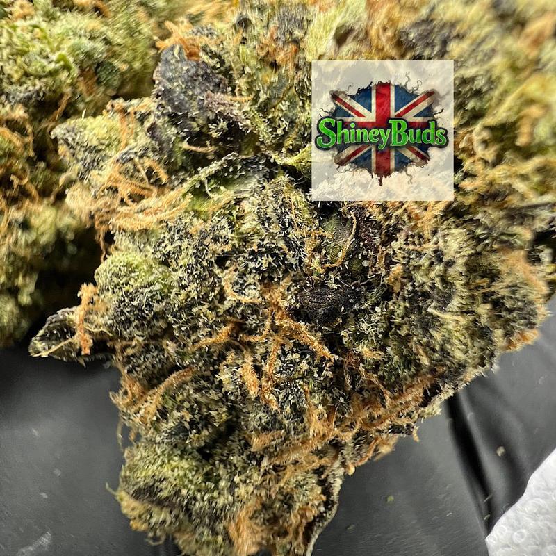 🇺🇸 Lemon Feever By WIZARD TREES