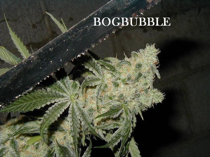 BOG Seeds / Bushy Old Grower