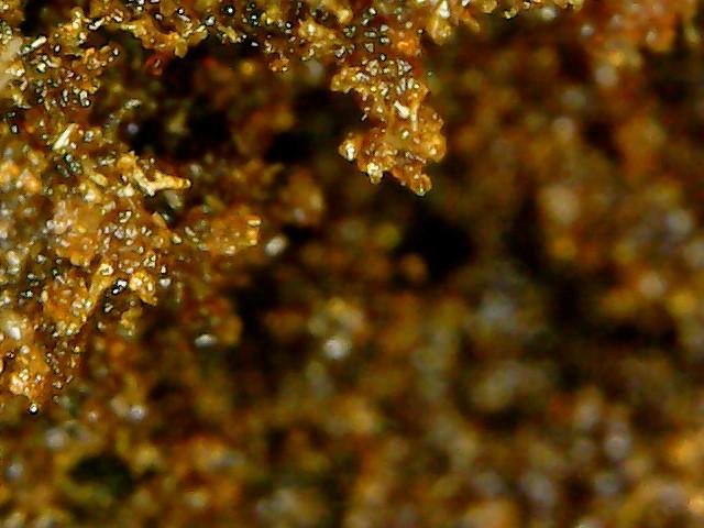Divine Grade : Morrocan Soft Sticky Pollen (Sativa)