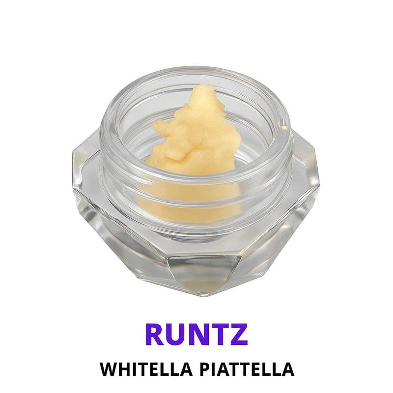 POUNDLAND’S PREMIUM HASH