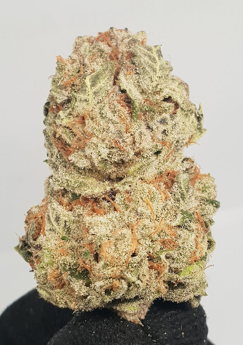 **MIMOSA - (FREE RM 1ST CLASS DISPATCH)**