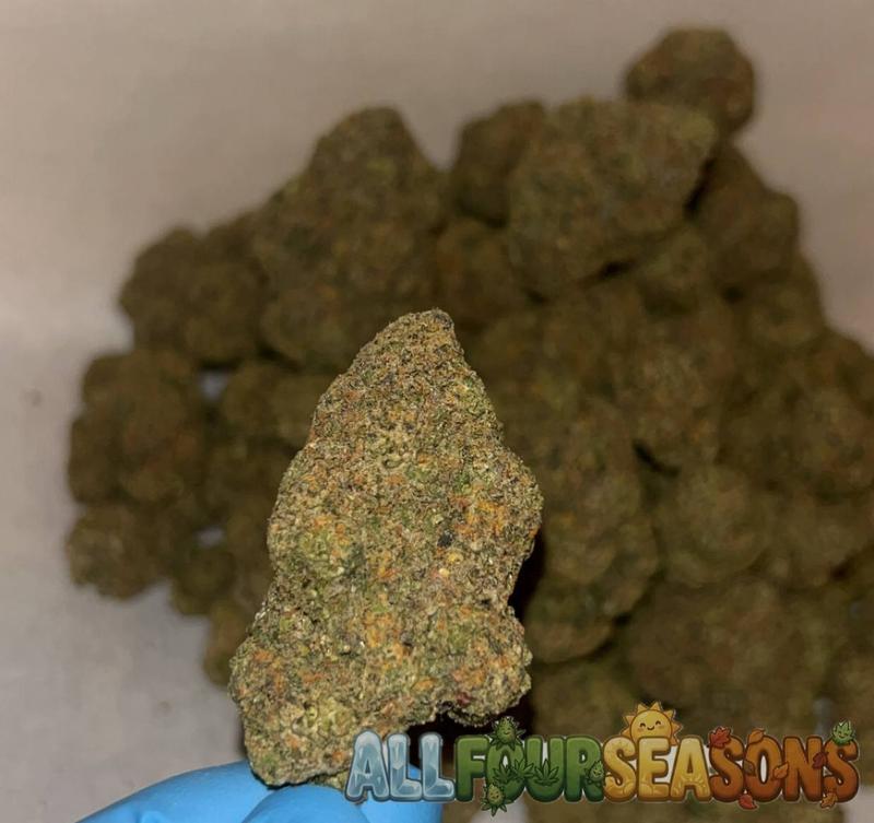 Cali 🇺🇸 (Exotics)