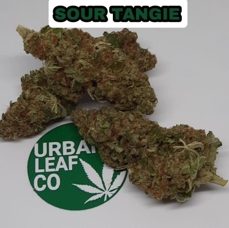 **SOUR TANGIE - FREE RM 1ST CLASS SHIPPING**
