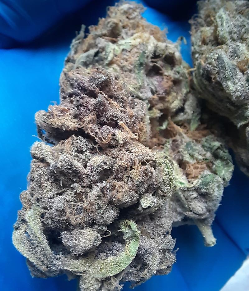 GOBSTOPPER - INDICA DOMINANT - FREE TRACKED 24