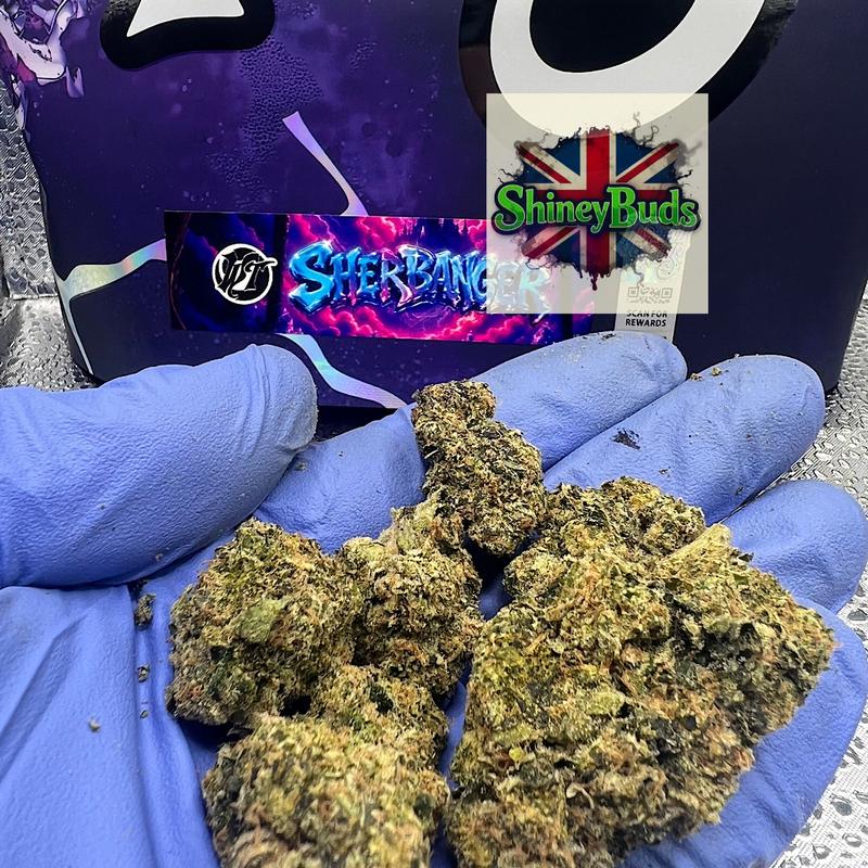 🇺🇸 Sherbanger WIZARD TREES