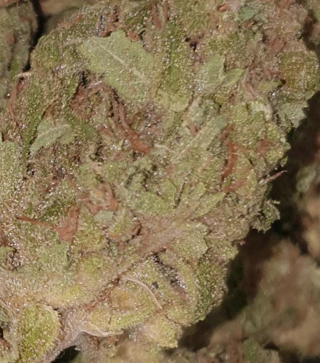 **FRUIT HAZE (FREE RM 1ST CLASS)**