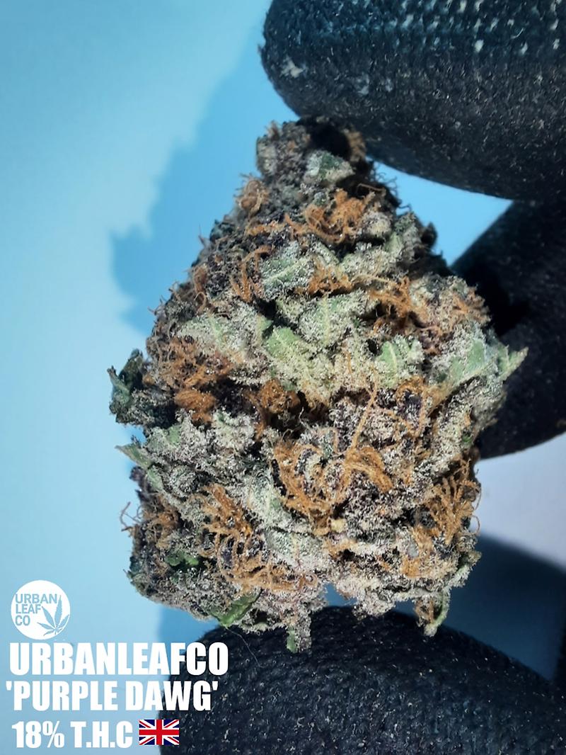 **PURPLE DAWG - (FREE RM 1ST CLASS)**