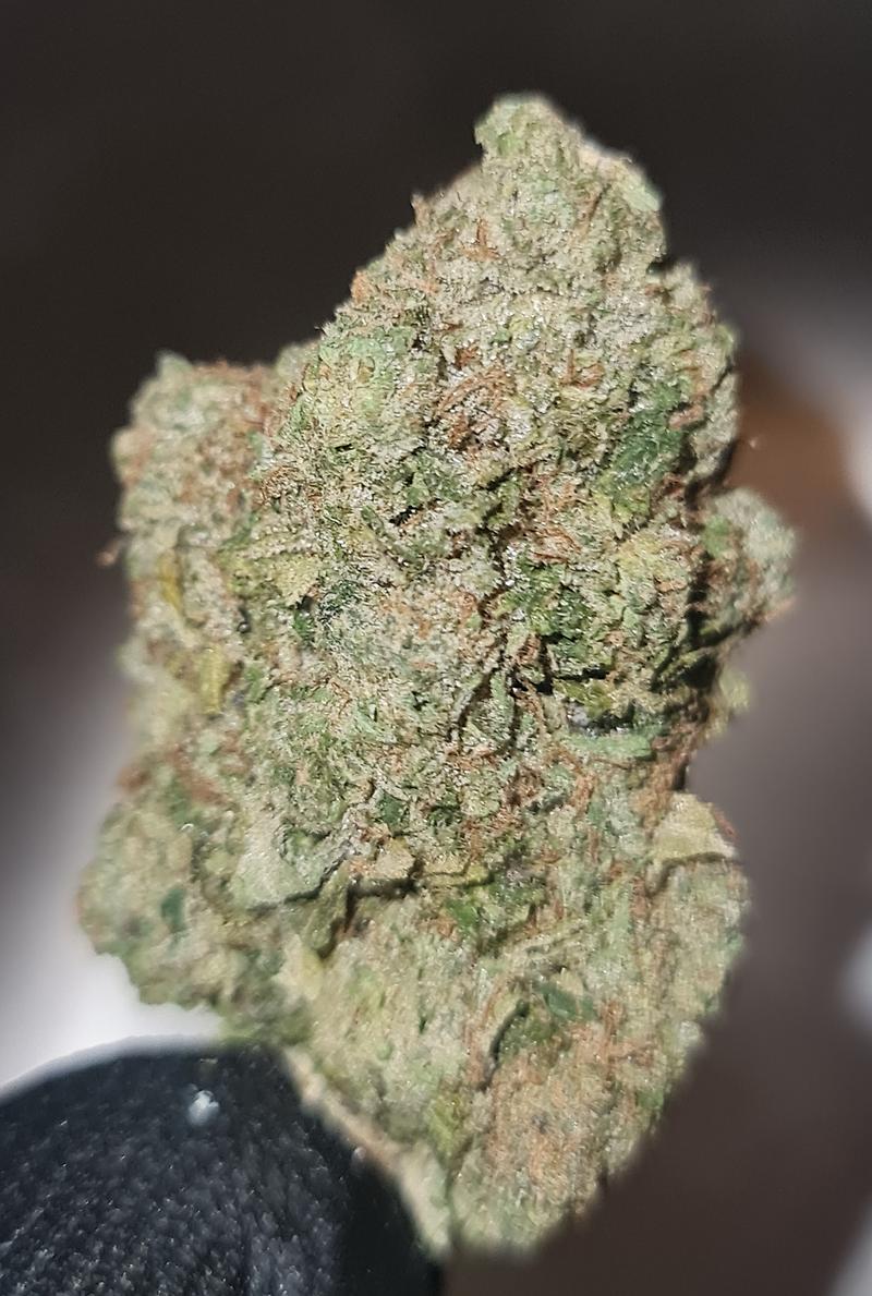 **El Chapo - (FREE RM 1ST CLASS)**