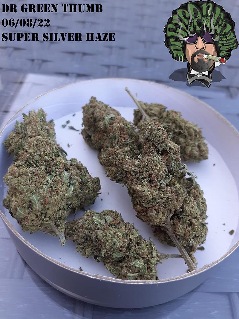 Super Silver Haze Grade A Top Self