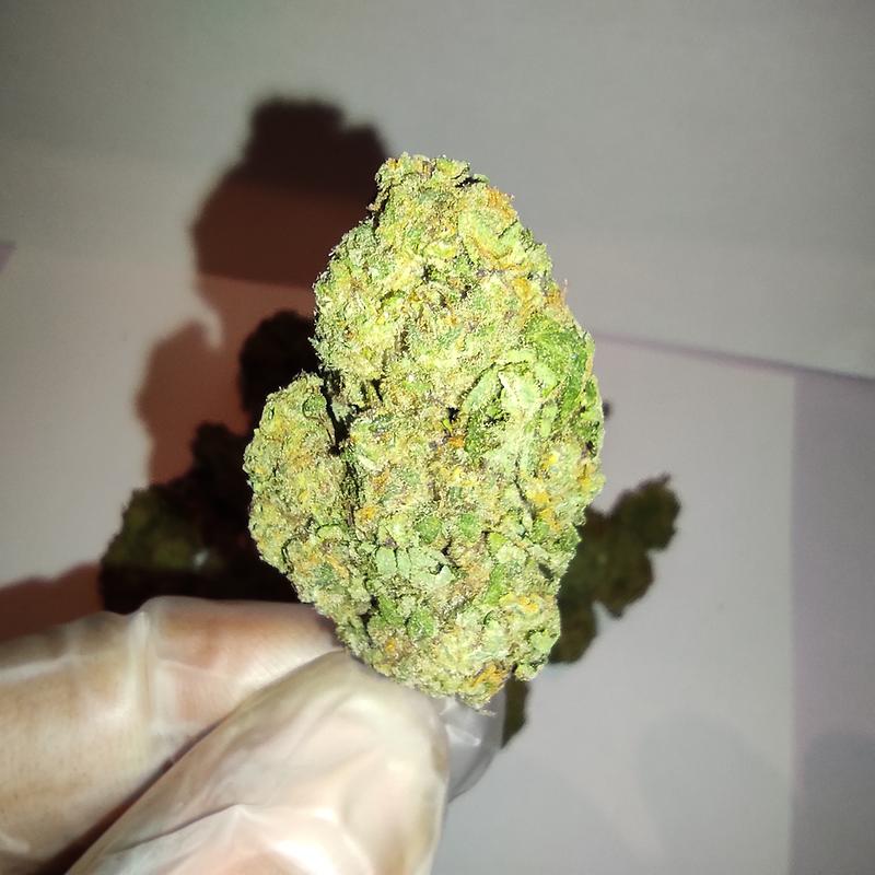 'Papaya' *Greenhouse grown* Budget Bud