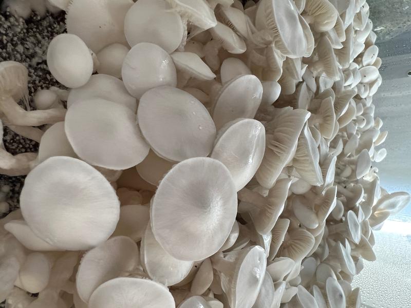 Magic Mushrooms: Wombat