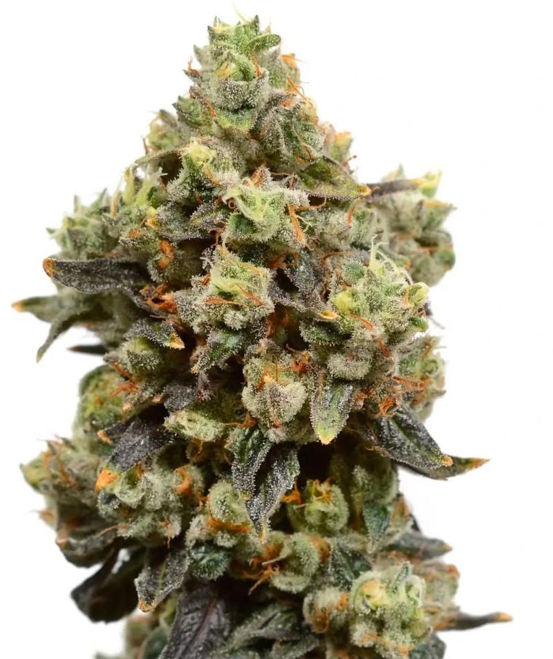 7g UK Variety Pack (3.5g Amnesia + 3.5g Northern Lights