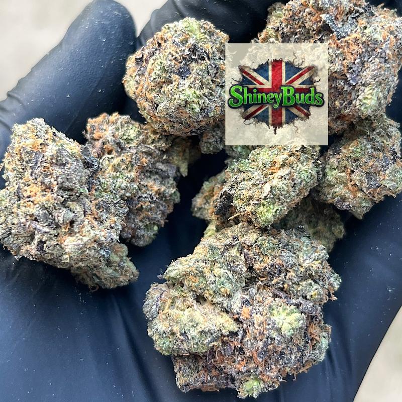 🇺🇸 The Keeper WIZARD TREES