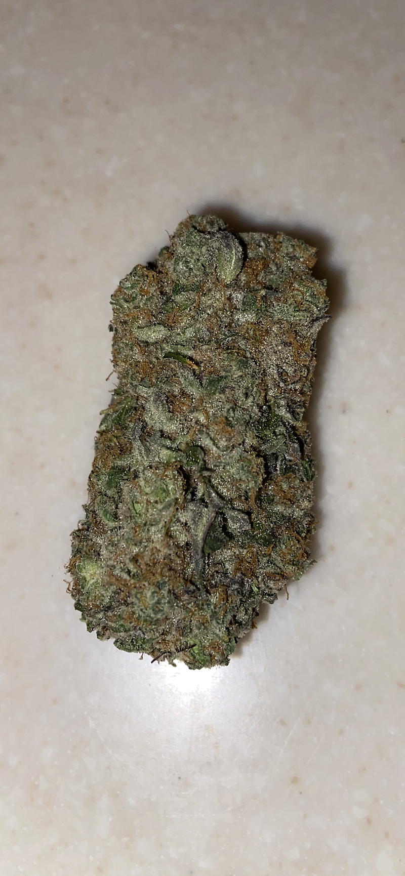 Gelato 41 (Sunset sherb x Thin Mint Cookies)