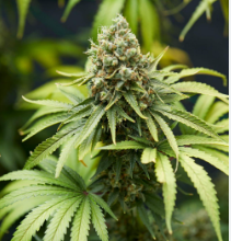 Organic Bruce Banner #3