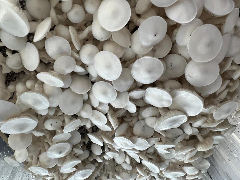 Magic Mushrooms: Wombat