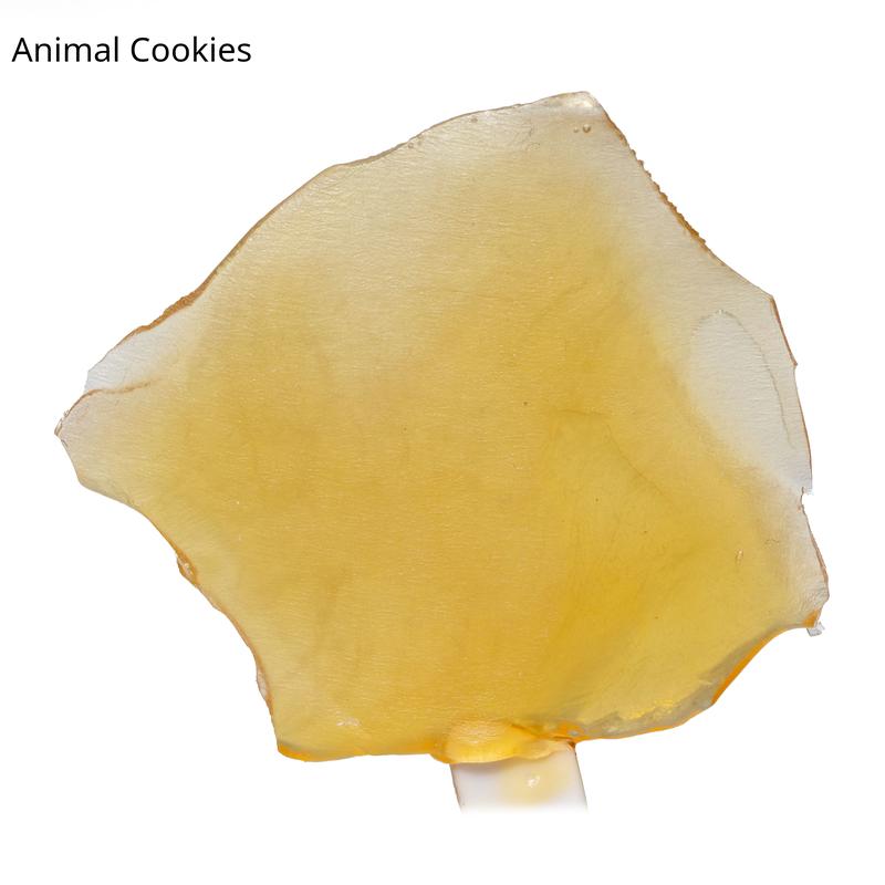 Shatter