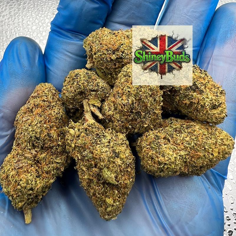 🇺🇸 Wizzy WIZARD TREES
