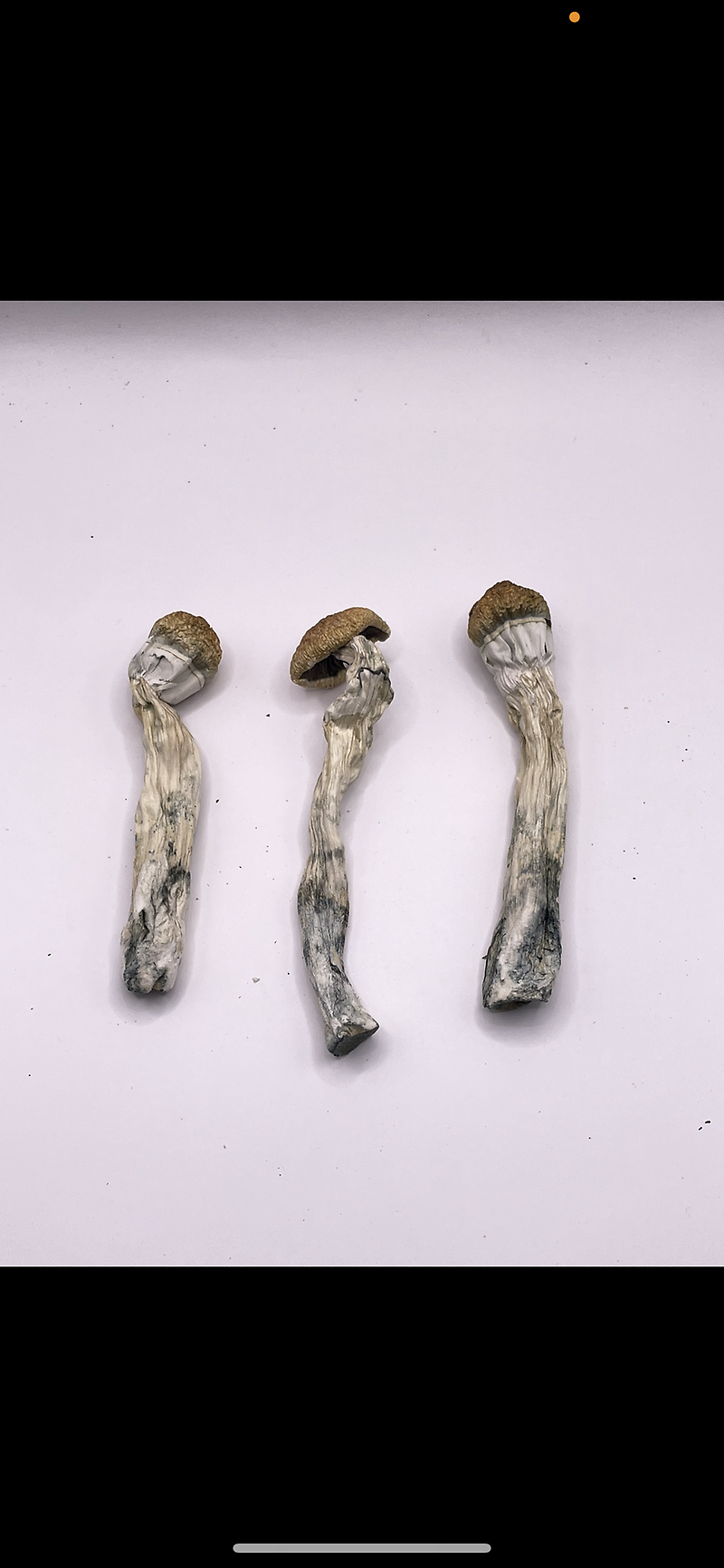 Golden Teachers Magic Mushrooms