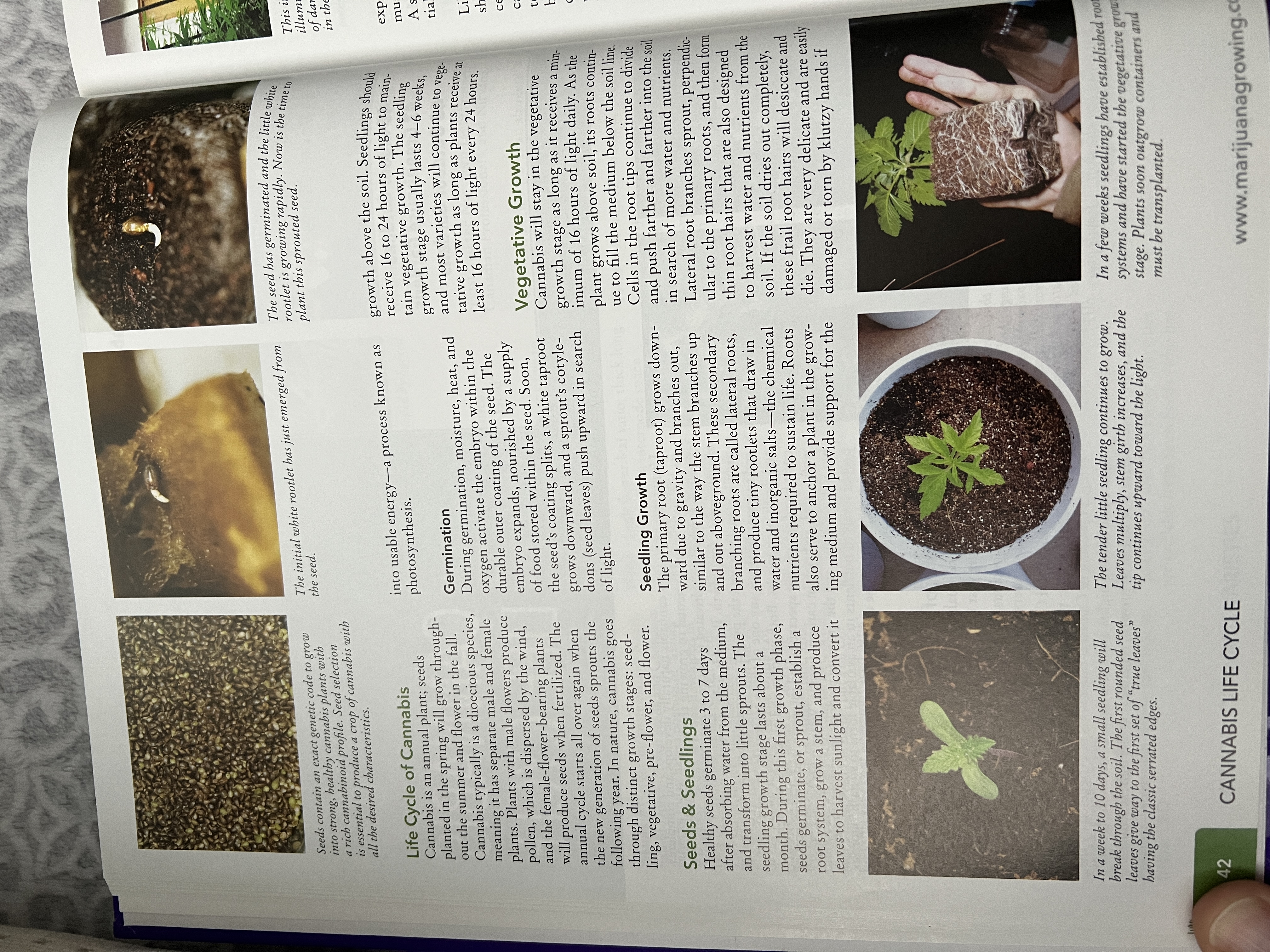 The Cannabis Encyclopaedia by J.C