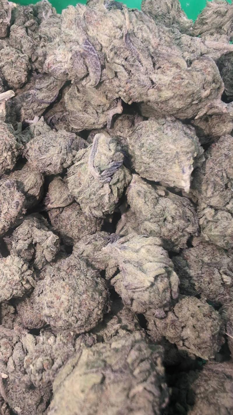 Rambo Blueberry Jam Cali 🫐