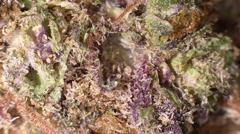 SAUVIGNON BLANC - 𝘌𝘚 AUTOFLOWER