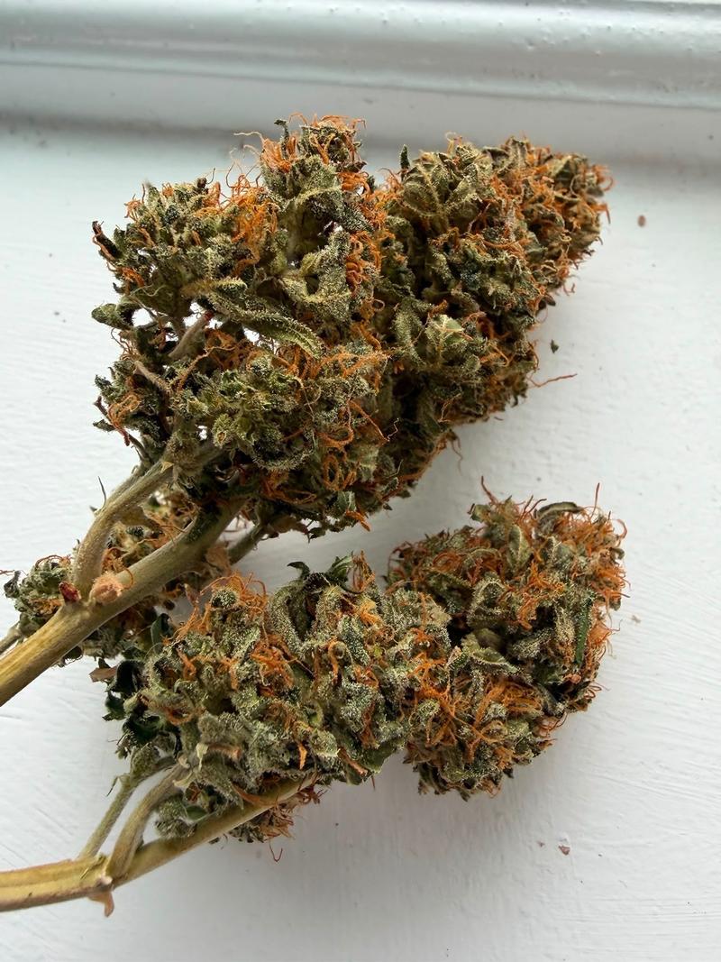 7g UK Variety Pack (3.5g Amnesia + 3.5g Northern Lights
