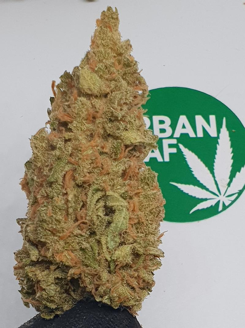 **SOUR CANDY AMNESIA - (FREE RM 1ST CLASS POST)**