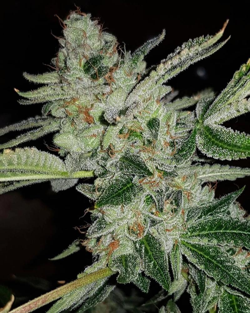 OZKush Cuttings, £20 ea! NOW AVAILABLE!