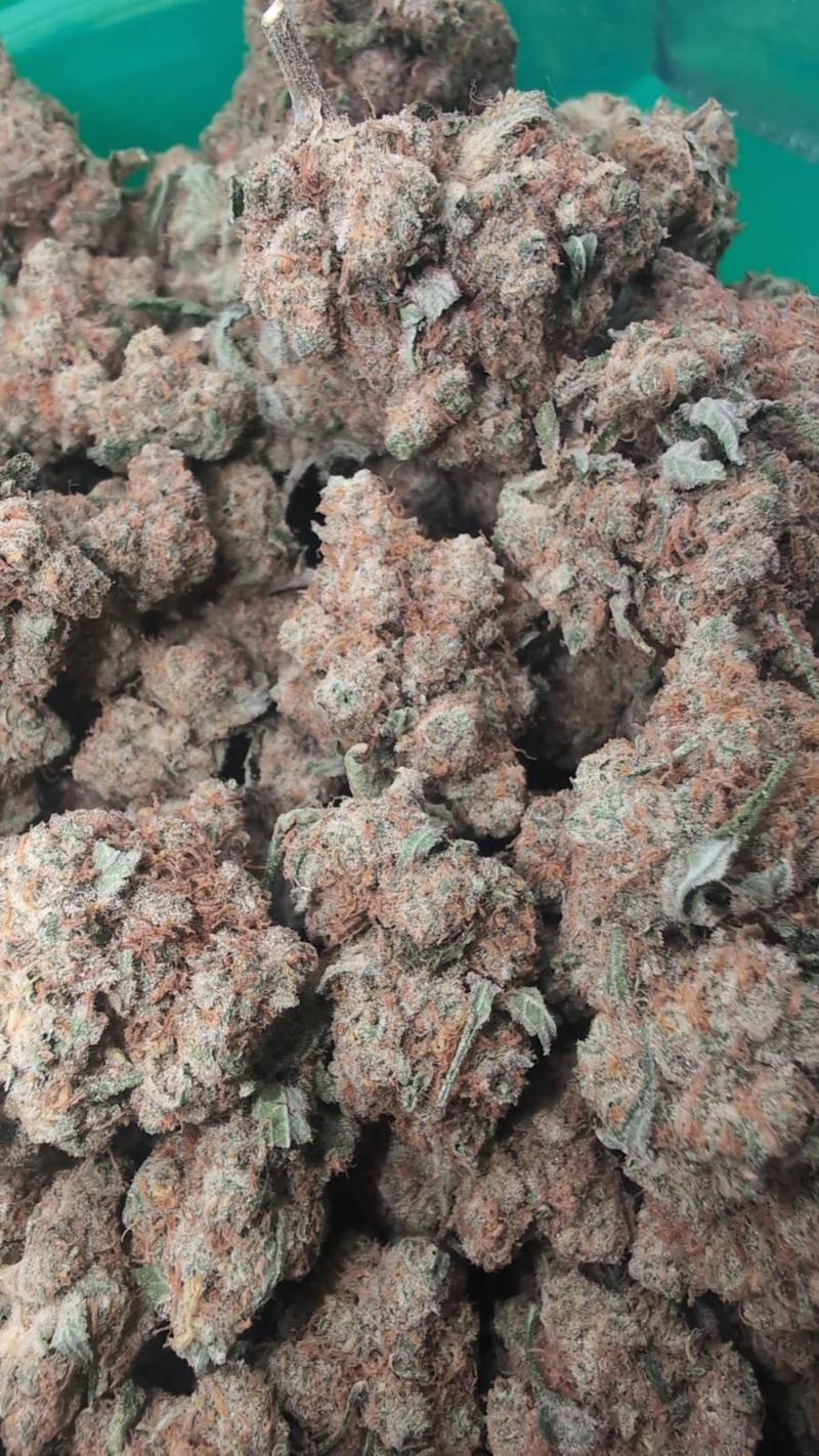 RAMBO WHITE ZLUSHIE Skunk - PREMIUM