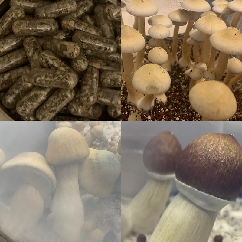 Magic mushrooms different variety&rsquo;s