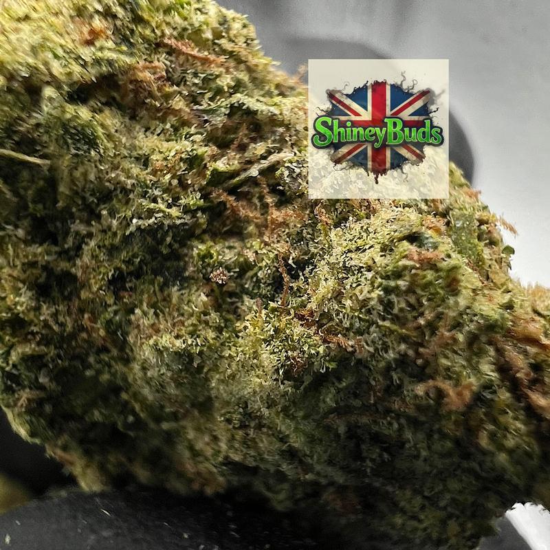 🇺🇸 Sugar Cookie (Mids)