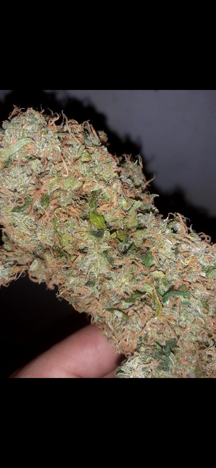 AMAZING HAZE by amsterdam genetics