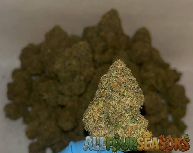 Cali 🇺🇸 (Exotics)