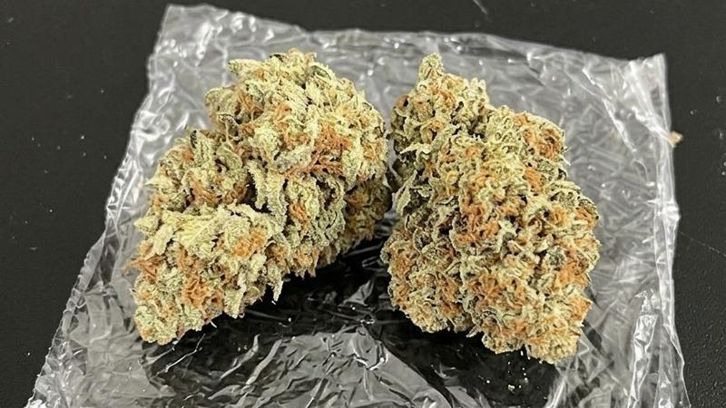 UK Stardawg (Stardog) 9/10