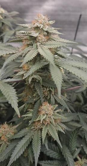 Pineapple Muffin
